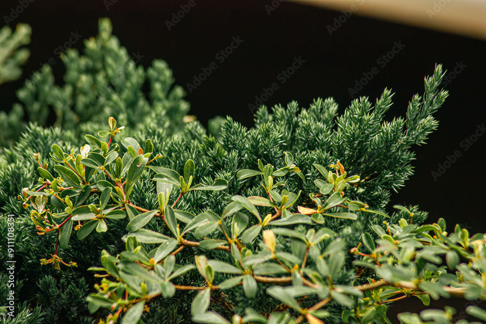 Obraz premium Close up view on blue fir branches by blurred background