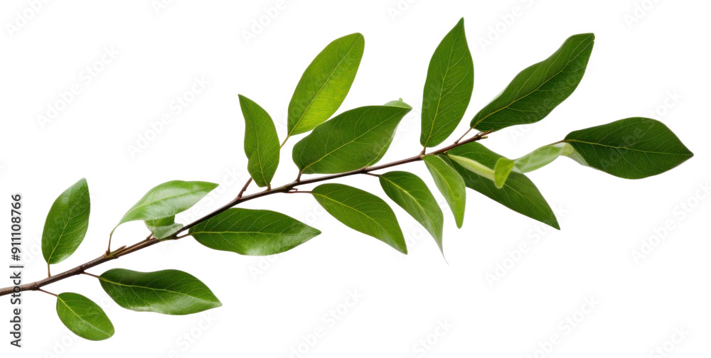 PNG Plant herbs leaf tree. PNG Plant herbs leaf tree.