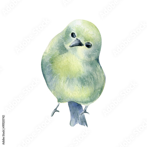 Bird round body green yellow colors feathers hand drawn watercolor isolated. Small bird curious tilt of head botanical sketch. Greenfinch, leafbird cheeper painted. Cute tiny bird illustration.