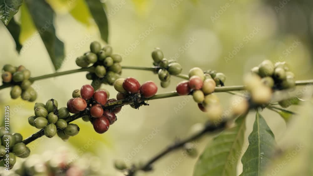 Close up of a hand inspecting Robusta coffee beans growing on a plant Close up of a hand inspecting Robusta coffee beans growing on a plant