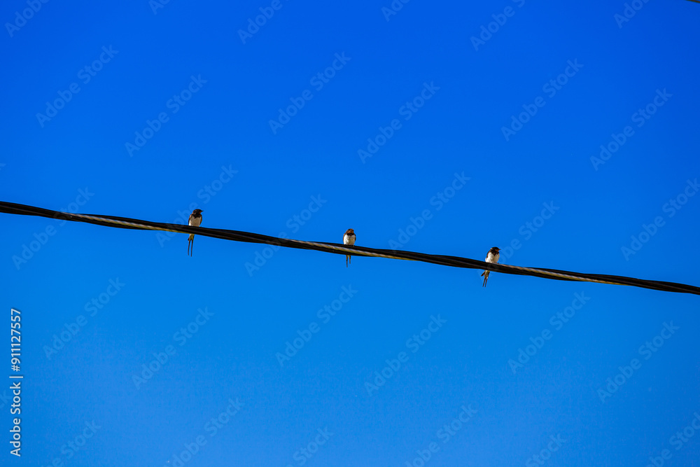 Three swallows sitting in a row on the wire against the blue sky Three swallows sitting in a row on the wire against the blue sky