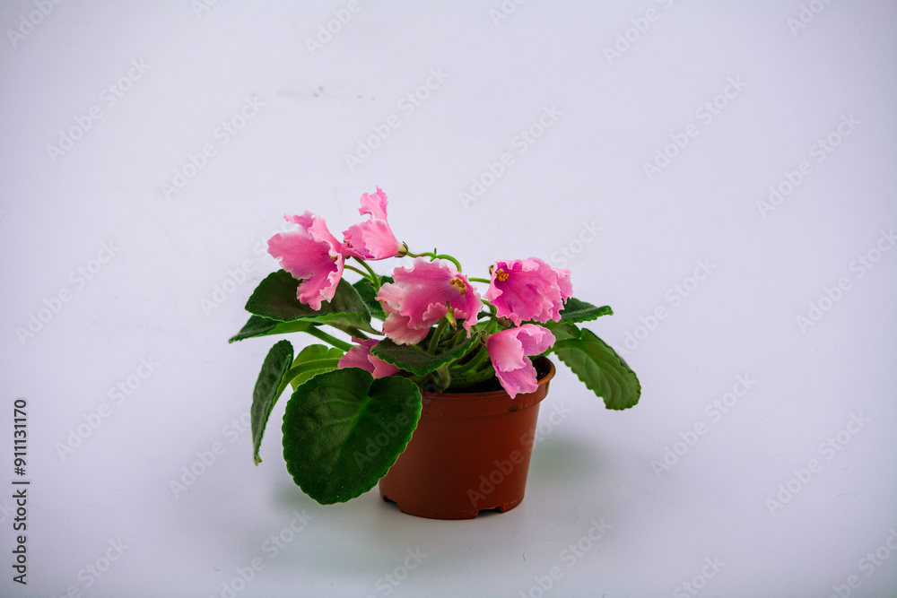 violet flower. on a white isolated background. house flower (Viola Odorata), inflorescences in bloom. Blue petunia (Petunia hybrida). Hybrid flower. Agricultural life. Gardening. violet flower. on a white isolated background. house flower (Viola Odorata), inflorescences in bloom. Blue petunia (Petunia hybrida). Hybrid flower. Agricultural life. Gardening.