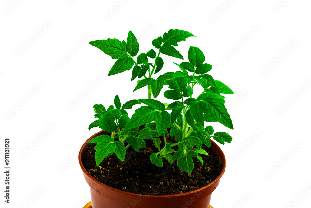 Tomato seedlings. On a white isolated background.Indoor plant seedlings. Concept of gardening, agriculture. Agricultural life. Organic food in the garden. Space for text.Close-up Tomato seedlings. On a white isolated background.Indoor plant seedlings. Concept of gardening, agriculture. Agricultural life. Organic food in the garden. Space for text.Close-up