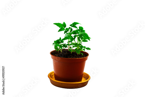 Tomato seedlings. On a white isolated background.Indoor plant seedlings. Concept of gardening, agriculture. Agricultural life. Organic food in the garden. Space for text.Close-up