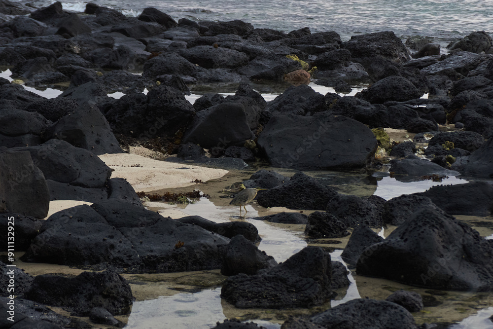 Fototapeta premium Green-backed Heron bird is hunting on the fish, Mauritius island, Africa
