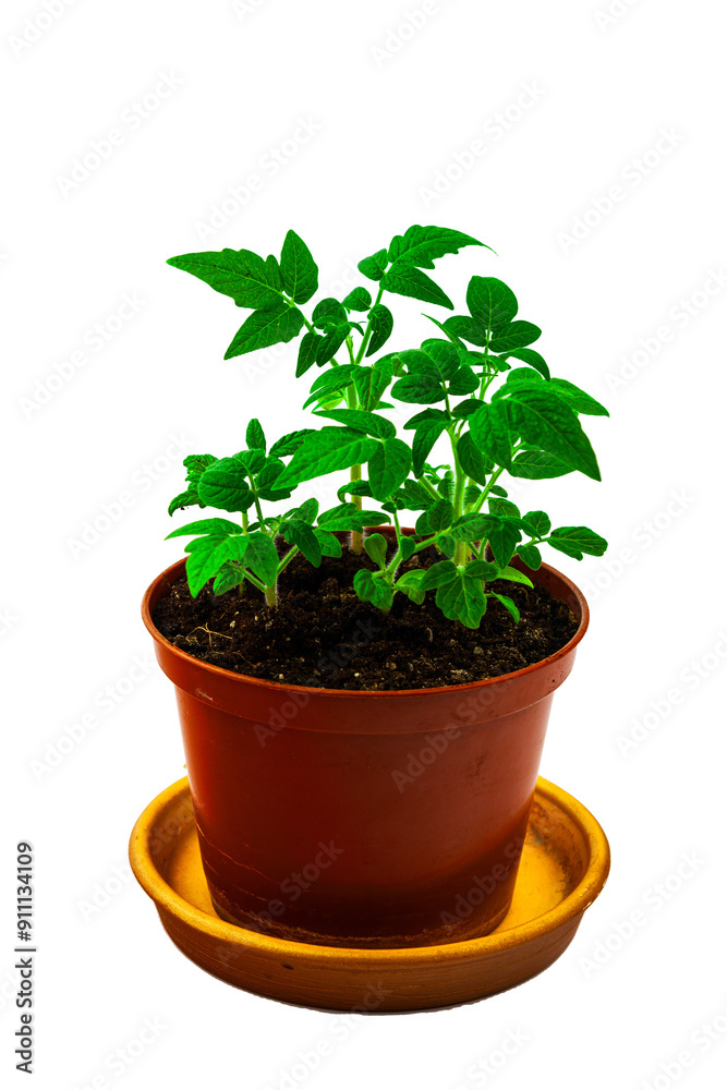 Tomato seedlings. On a white isolated background.Indoor plant seedlings. Concept of gardening, agriculture. Agricultural life. Organic food in the garden. Space for text.Close-up Tomato seedlings. On a white isolated background.Indoor plant seedlings. Concept of gardening, agriculture. Agricultural life. Organic food in the garden. Space for text.Close-up