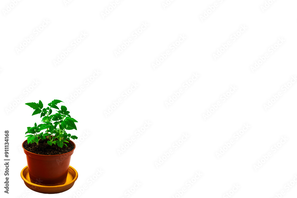 Tomato seedlings. On a white isolated background.Indoor plant seedlings. Concept of gardening, agriculture. Agricultural life. Organic food in the garden. Space for text.Close-up Tomato seedlings. On a white isolated background.Indoor plant seedlings. Concept of gardening, agriculture. Agricultural life. Organic food in the garden. Space for text.Close-up