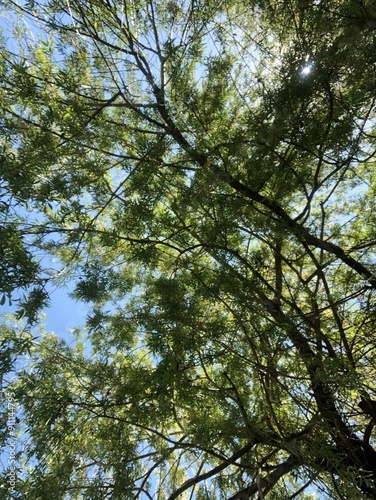 Sunbeam through the leaves.