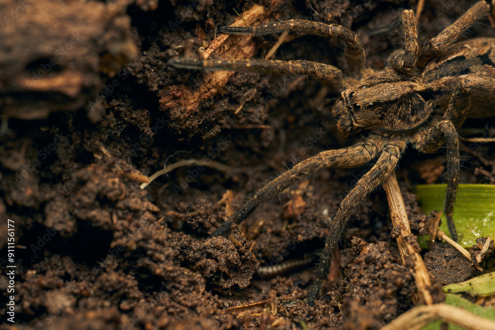 a spider with a hundred feet passing underneath a spider with a hundred feet passing underneath
