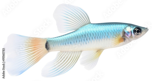 PNG Animal fish pomacanthidae underwater. photo