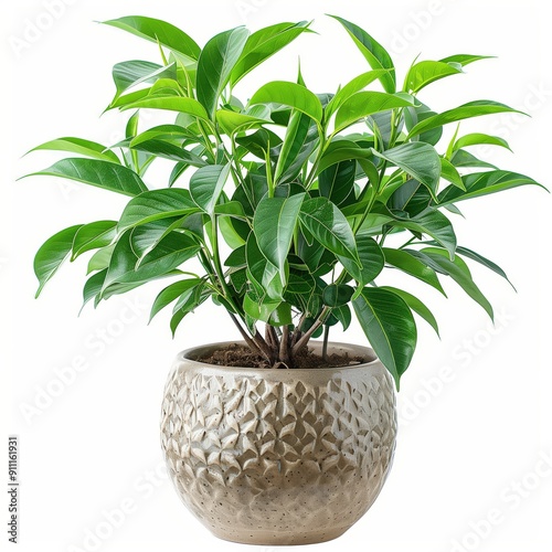 Wallpaper Mural Lush Green Plant with Dark Green Leaves in a Grey Pot with Intricate Design Torontodigital.ca