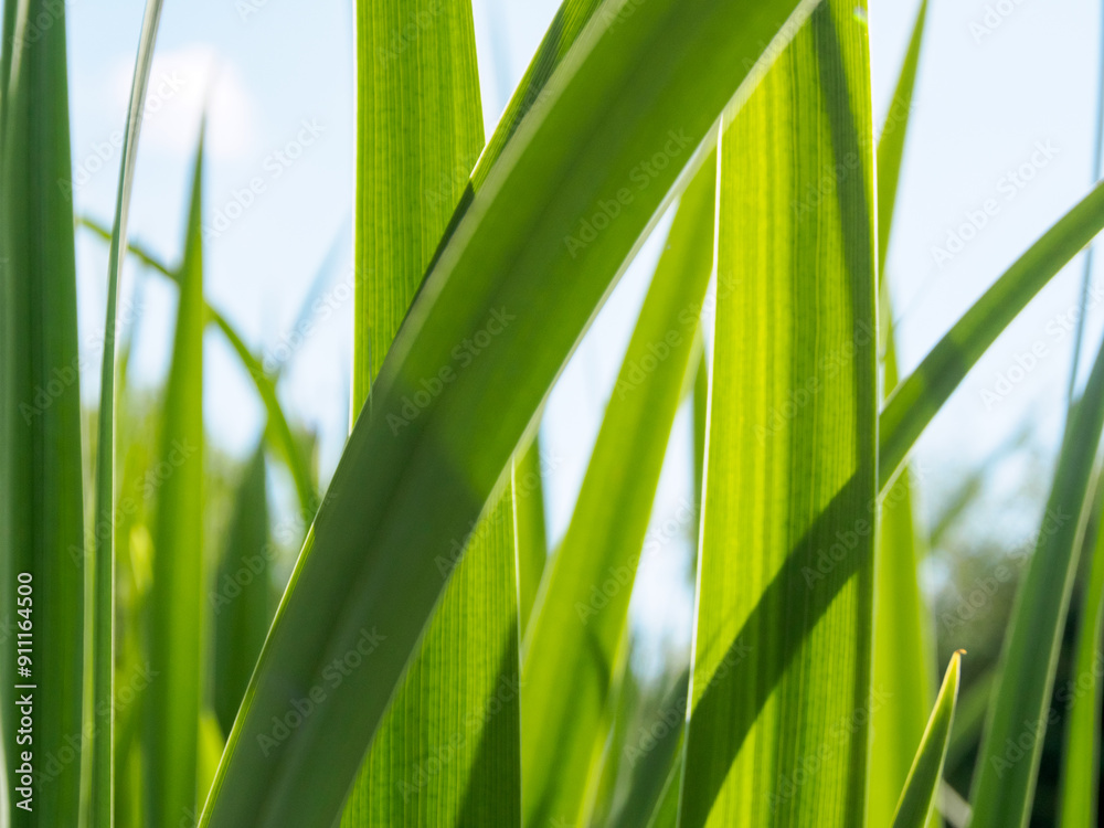 Green sprout on a natural background, illuminated by sunlight. Symbol of growth, life and ecological harmony Green sprout on a natural background, illuminated by sunlight. Symbol of growth, life and ecological harmony