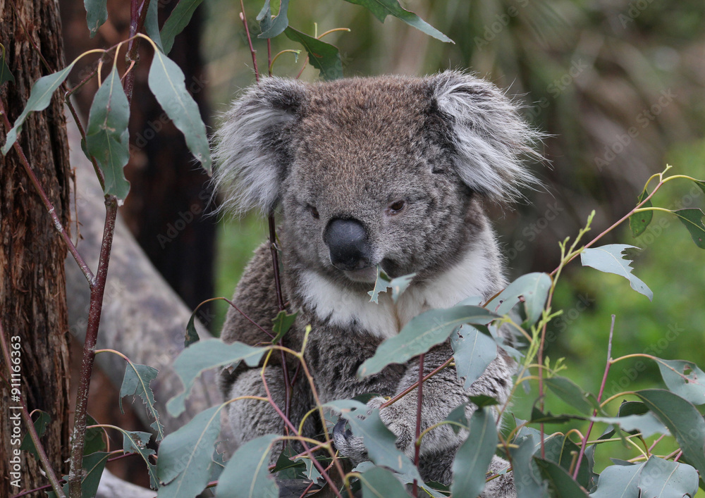 Obraz premium Australian Koala