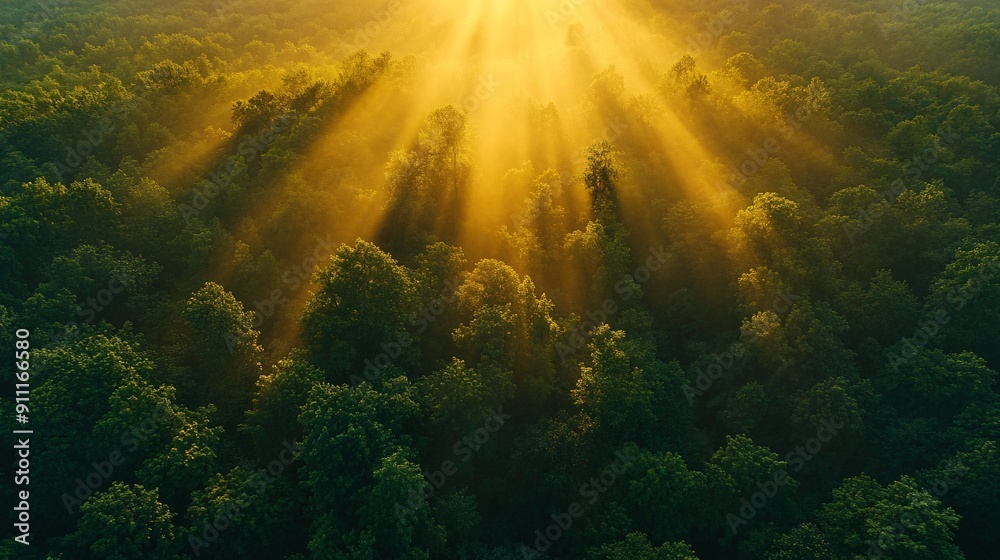 A stunning aerial view of a lush green forest with sunlight streaming through the trees, showcasing the beauty of nature from above A stunning aerial view of a lush green forest with sunlight streaming through the trees, showcasing the beauty of nature from above