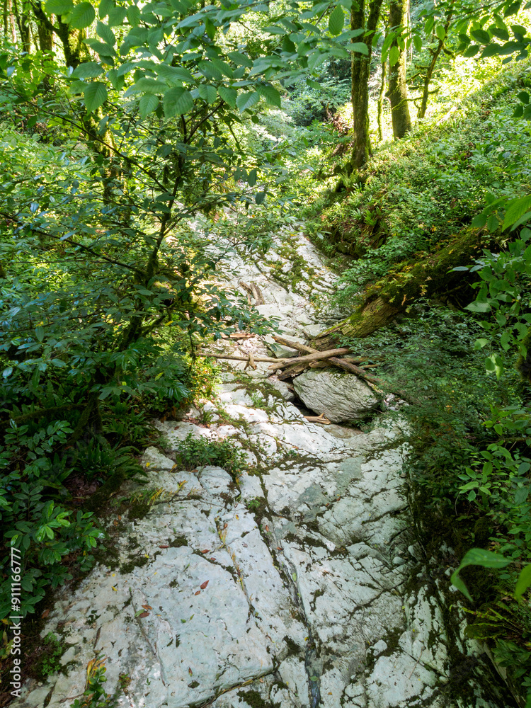 Mountain forest trekking trail surrounded by nature. An ideal place for adventure and enjoying the picturesque scenery Mountain forest trekking trail surrounded by nature. An ideal place for adventure and enjoying the picturesque scenery