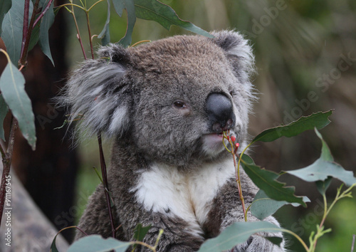 Australian Koala