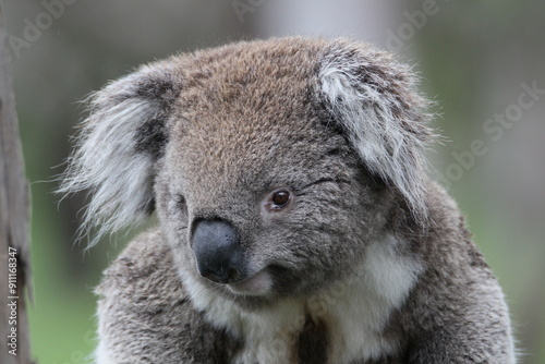 Australian Koala