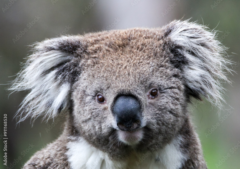 Obraz premium Australian Koala
