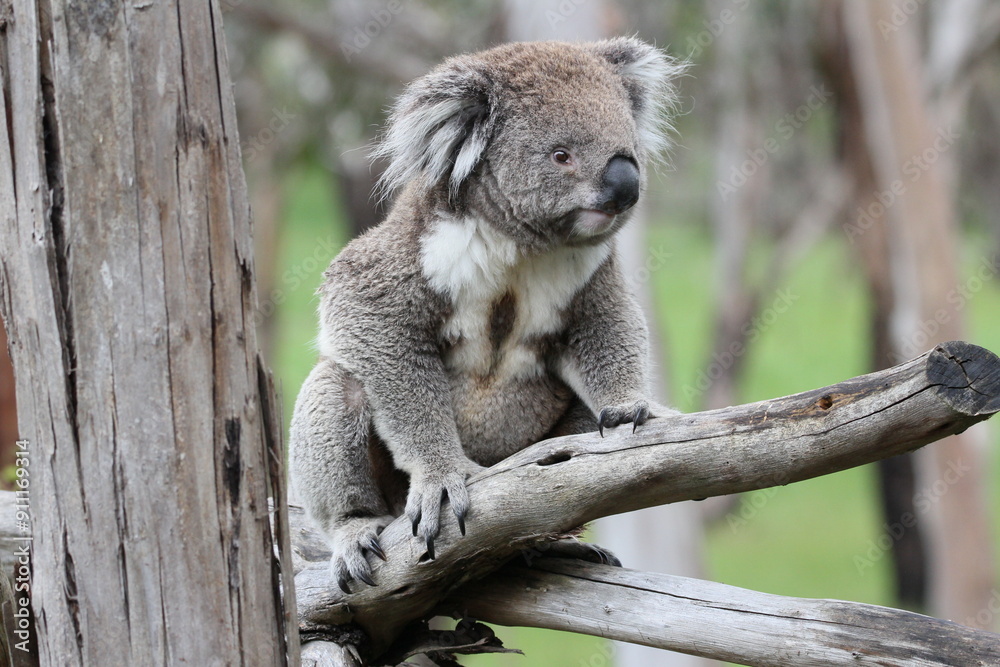 Obraz premium Australian Koala