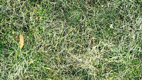 Green Grass Zoom In Motion Background