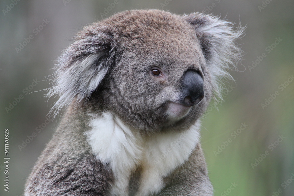 Naklejka premium Australian Koala