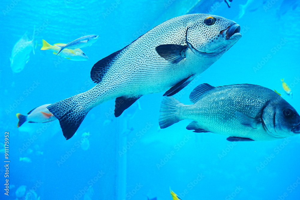 Tropical Fish and Fish Tank at Aquarium in Japan - 日本 水族館 熱帯魚 Tropical Fish and Fish Tank at Aquarium in Japan - 日本 水族館 熱帯魚