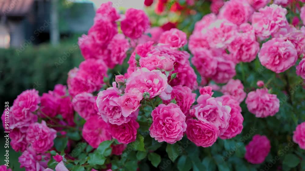Beautiful pink roses on a background of green leaves. In this enchanting video, you'll be captivated by the mesmerizing beauty of delicate pink roses in full bloom.