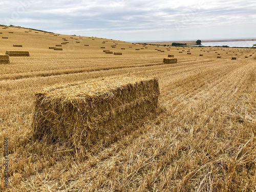 Hay bale lying in harvested wheat field with other bales in the background