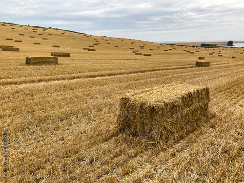 Hay bale lying in harvested wheat field with other bales in the background