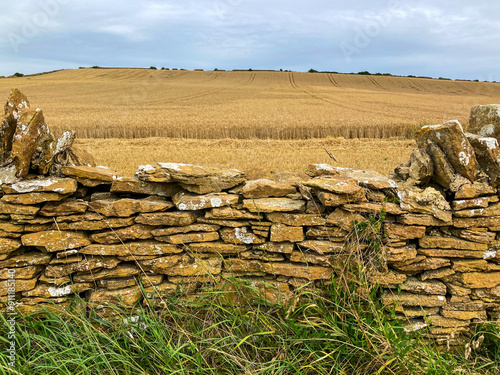 Old dry stone wall with a wheat field in the background, Dorset, UK