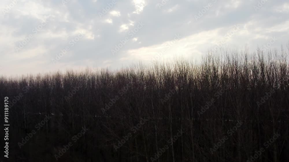 Tall bare trees under beautiful cloudy sky and small town in background Tall bare trees under beautiful cloudy sky and small town in background