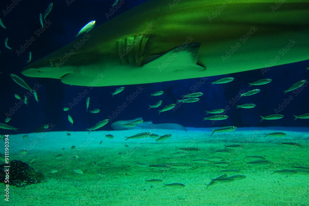 Obraz premium Tropical Fish and Fish Tank at Aquarium in Japan - 日本 水族館 熱帯魚