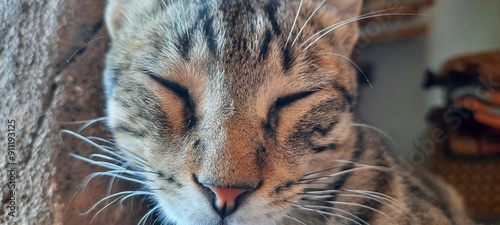 Moments in Nature: Cats, Skies, and Beach Photography.