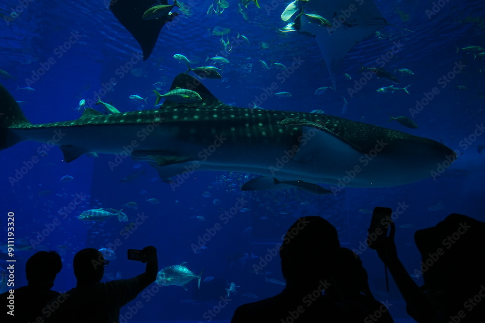 Naklejka premium Whale Shark at Aquarium in Japan - 日本 水族館 ジンベイザメ