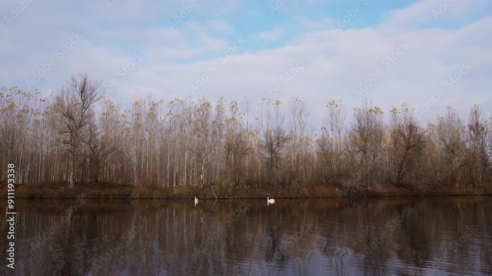 Idyllic view of two swans swimming peacefully on calm clean lake under blue sky