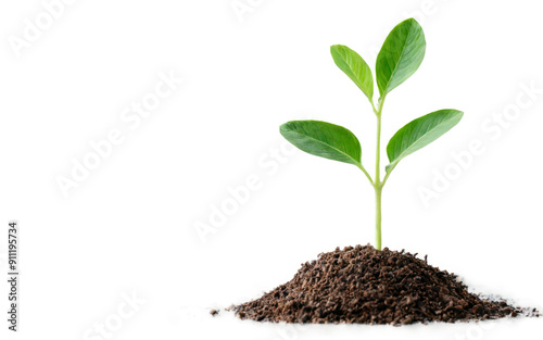 Small plant two green leaves growing out pile A small green plant
