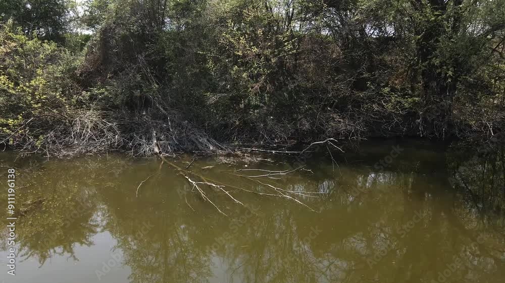 Drone captures broken branches, dry grass and tree roots on riverbank in water Drone captures broken branches, dry grass and tree roots on riverbank in water
