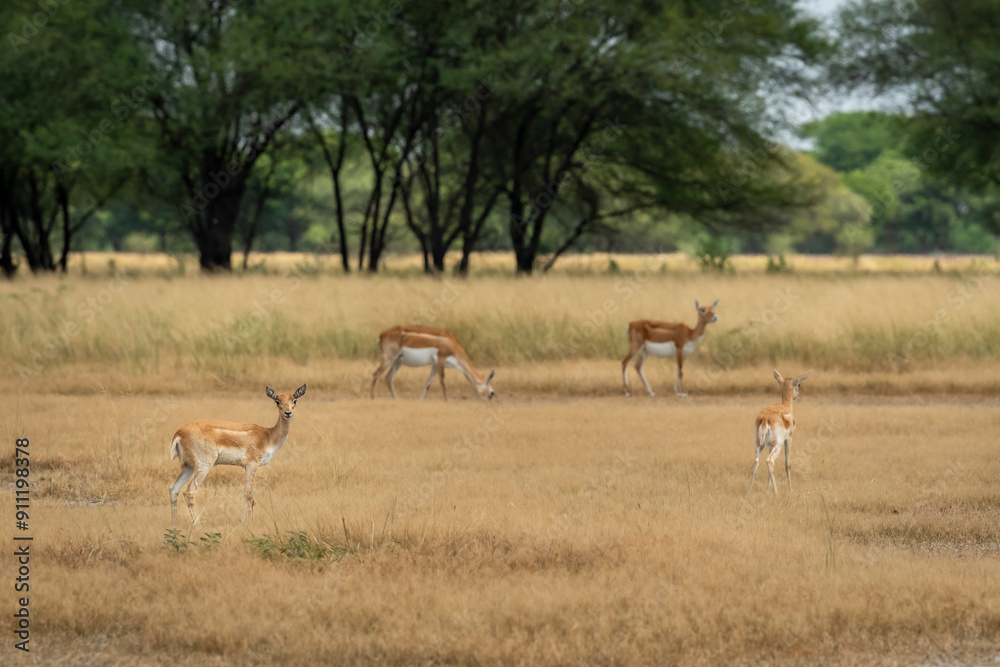 group or herd of wild blackbuck or antilope cervicapra or indian antelope family in natural grassland landscape of Blackbuck or velavadar National Park Bhavnagar gujrat india asia group or herd of wild blackbuck or antilope cervicapra or indian antelope family in natural grassland landscape of Blackbuck or velavadar National Park Bhavnagar gujrat india asia