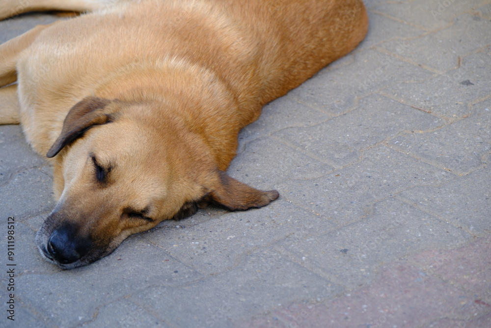 Two stray dogs are sleeping on the sidewalk. Two homeless brown stray dogs are resting.  Stray stray animals.