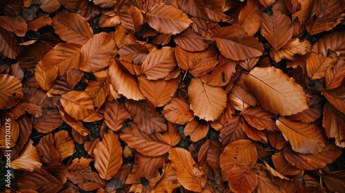 Fallen brown leaves on the ground