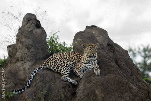 A female leopard, Panthera pardus, lies down on a termite mound. photo