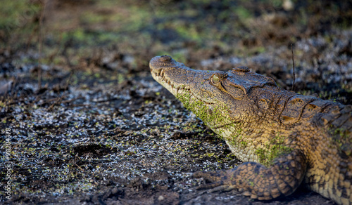 A close-up of a crocodile, Crocodylidae, camouflaged by mud. photo