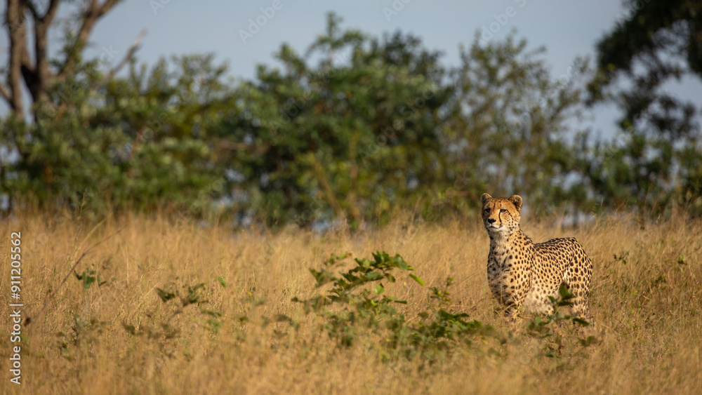 A cheetah, Acinonyx jubatus, hunting. A cheetah, Acinonyx jubatus, hunting.