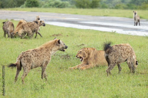 A lion, Panthera leo, and hyena, Hyaenidae, interaction. photo