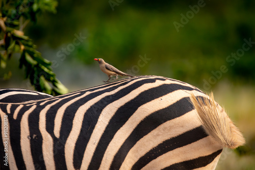 An oxpecker, Buphagus, on a zebra, Equus zebra. photo