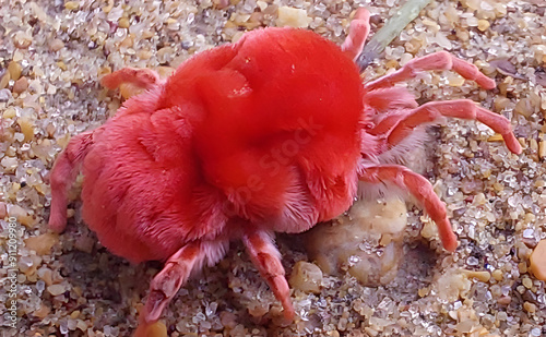 red crab on a white background photo