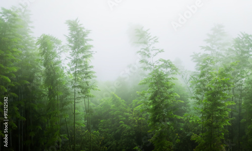 Foogy bamboo forest in morning green woodland.