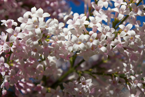 Fotografie Pink lilac flowers close-up. A blooming bush of pink lilacs