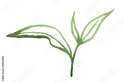 Watercolor green tea branch with three leaves isolated on white background