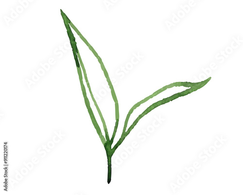  Watercolor green tea branch with two leaves. Hand drawn foliage illustration isolated on white background
